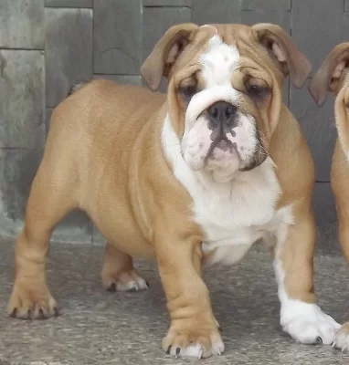 anglický buldok s PP